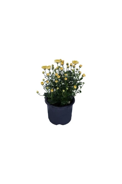 Sarı Kasımpatı Çiçeği Fidesi Fidanı 10-20 cm ürün görseli 1