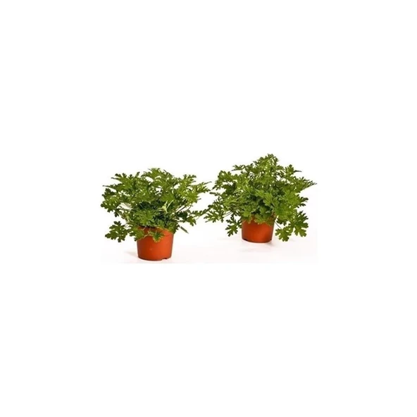 Saksılı Itır Çiçeği Mis Kokulu Gül Damlası Çiçeği 2 Adet 10-20 cm ürün görseli 1