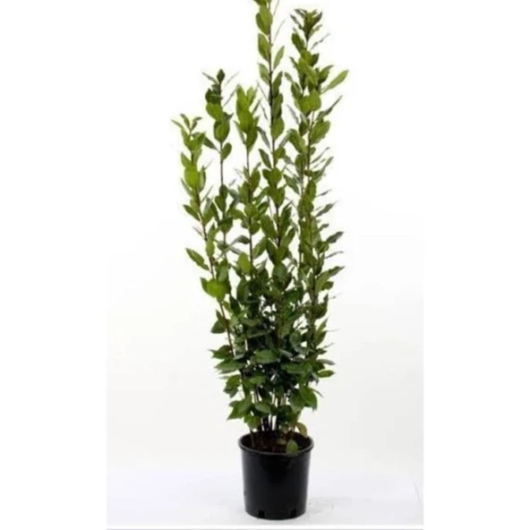 Defne Fidanı Fidesi 10-20 cm ürün görseli 1