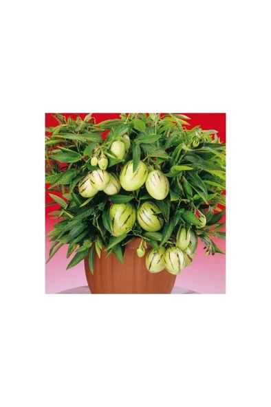 Pepino Fidanı 10-20 cm ürün görseli 1