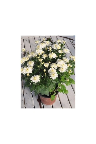 Beyaz Kasımpatı Krizantem Hüzün Çiçeği Chrysanthemum 10-20 Cm ürün görseli 1