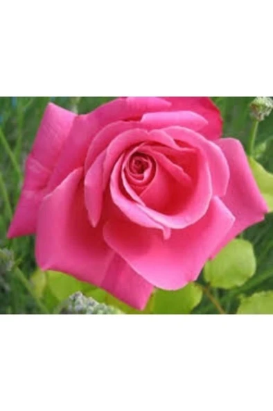 Pembe Yediveren Aşılı Saksıda Gül Fidanı 10-20 Cm ürün görseli 1