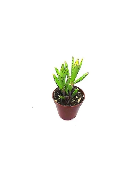 Aşkın Gözyaşı Fidanı Yeşil 10-20 cm ürün görseli 1