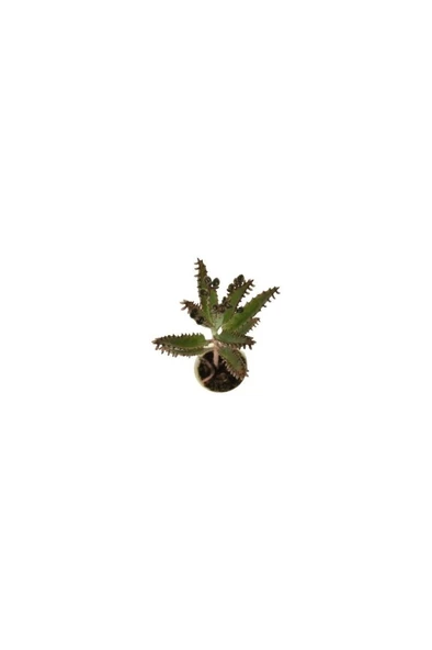 Aşkın Gözyaşı Çiçeği 10-20 cm - Resim 3