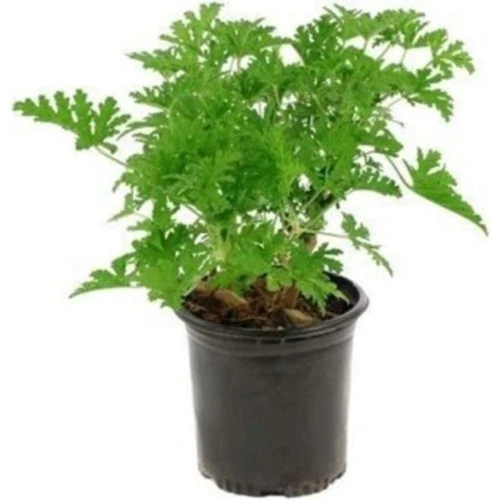 Pelargonium Odoratissimum Itır Bitkisi 10-20 cm ürün görseli 1