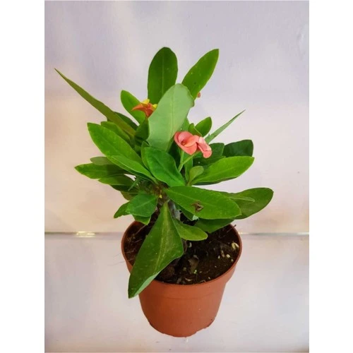 Dikenler Tacı Euphorbia Milli Fidanı 10-20 cm ürün görseli 1