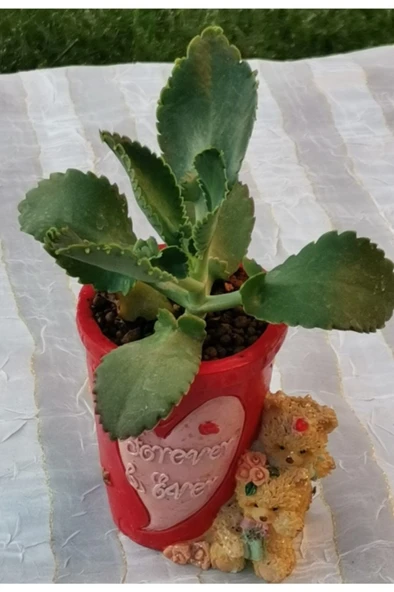Kırmızı Ayılı Saksıda Aşkın Gözyaşı Fidanı 10-20 cm ürün görseli 1