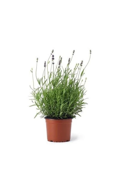 Pearl Purple Lavender Seedlings 2 Pieces 10-20 cm ürün görseli 1