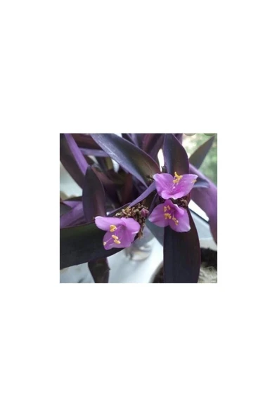 Telgraf Kara Sevda Çiçeği Tradescantia 10-20 cm Mor ürün görseli 1