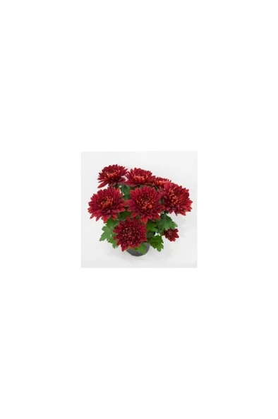 Karışık Renk Kasımpatı Krizantem Hüzün Çiçeği Chrysanthemum 10-20 Cm ürün görseli 1