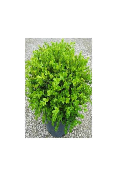 Tüplü Şimşir (Buxus Sempervirens) Fidanı 10-20 cm ürün görseli 1