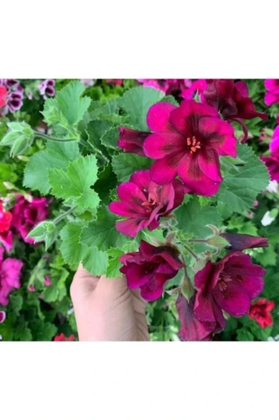Bordo Ceylan Gözü Sardunya Çiçeği Fidanı 10-20 Cm ürün görseli 1