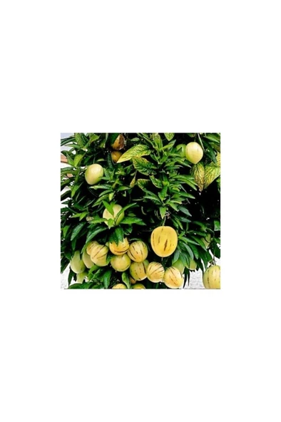 Pepino Fidanı Tüplü 1 Adet Ağaç Kavunu 10-20 cm ürün görseli 1