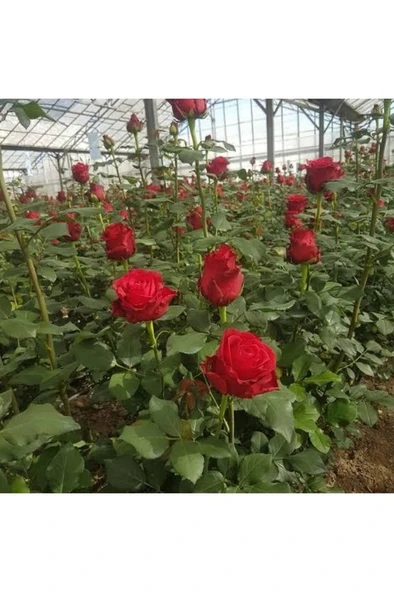 Kırmızı Gül Fidanı 10-20 cm ürün görseli 1