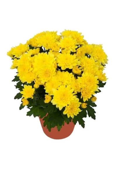 Saksıda Kasımpatı Çiçeği (chrysanthemum) SARI 10-20 cm ürün görseli 1