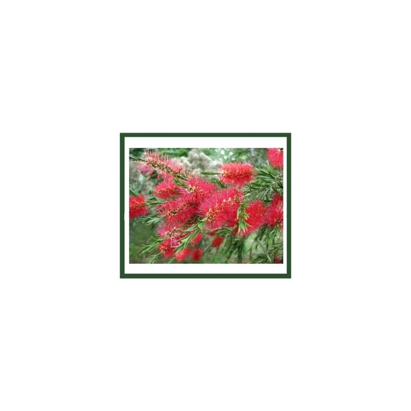 Callistemon Leavis (Fırça Çalısı) Fidanı ürün görseli 1