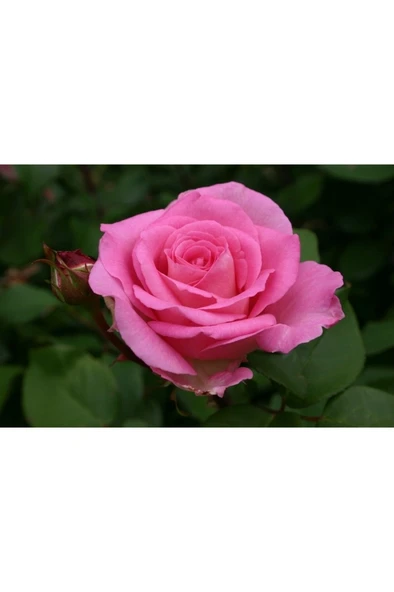 Aşılı Gül Fidanı Pembe 10-20 cm ürün görseli 1
