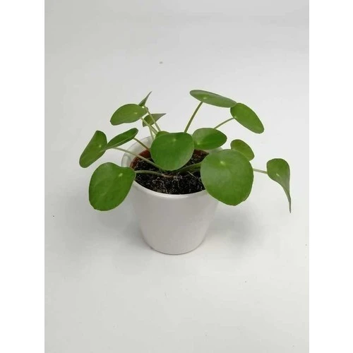 Baby Pilea Çin Para Çiçeği 10-20 cm ürün görseli 1