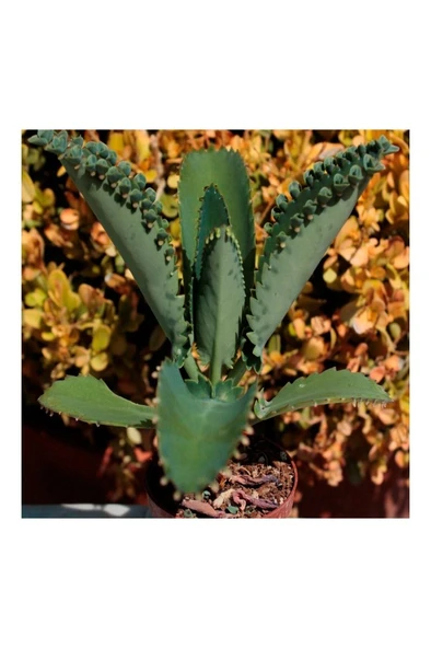Aşkın Gözyaşı Çiçeği Fidanı (Kalanchoe Daigremontiana) 10-20 cm ürün görseli 1