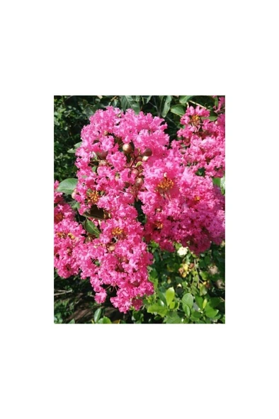 Şeker Pembe Çiçekli Oya Ağacı 30-60 cm - Resim 2