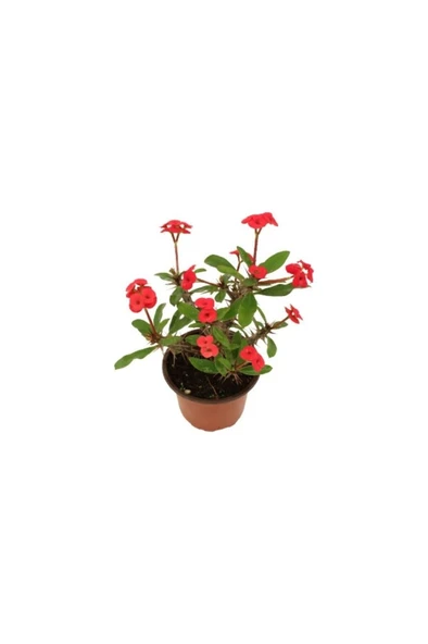 Euphorbia Milli Dikenler Tacı Kırmızı 10-20 Cm ürün görseli 1