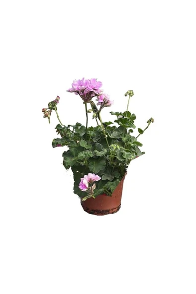 Sakız Sardunya Fidanı 10-20 cm ürün görseli 1