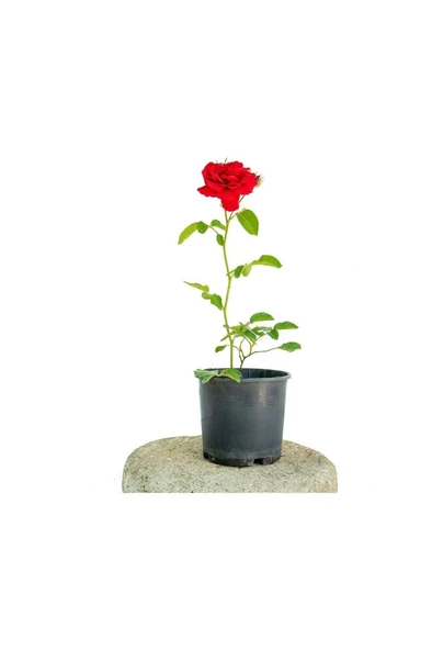 Yerli Fidan Kırmızı Gül Fidanı 10-20 cm ürün görseli 1