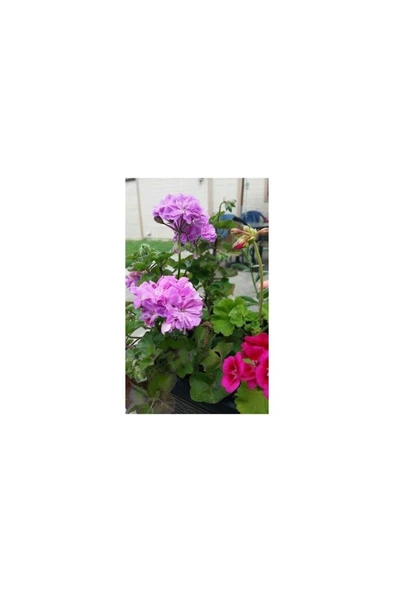 Saksılı Lila Sardunya Çiçeği Potted Lilac Geranium Flower 10-20 cm ürün görseli 1