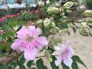 Campsis Radicans Acem Borusu Pembe 20-40 Cm - Resim 4