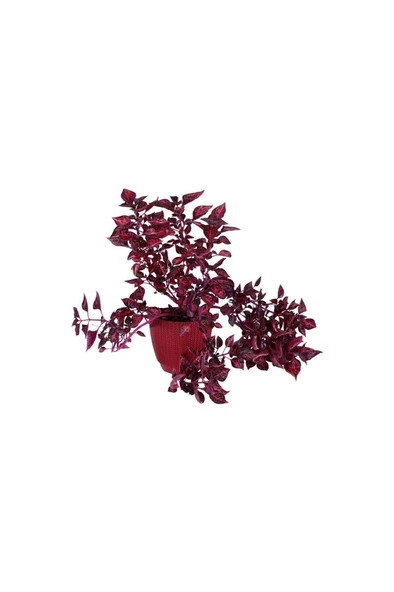Çingene Şalvarı (Iresine Herbstii) Fidanı 10-20 cm ürün görseli 1