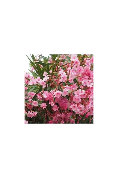 Zakkum Çiçeği Fidanı 30-50 Cm 1 Adet Nerium Oleander ürün görseli 1