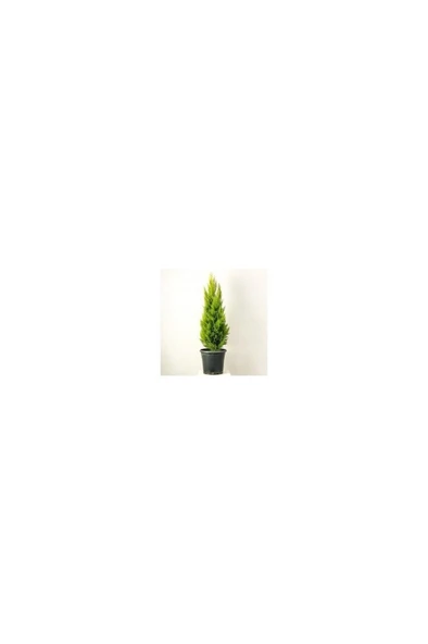 Limoni Servi Limon Çam 35-40 Cm 2 Adet - Resim 2