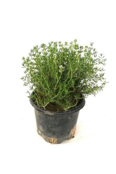 Saksılı Kekik Fidanı Potted Thyme Sapling 10-20 Cm ürün görseli 1