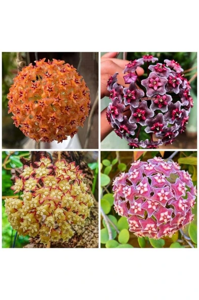 Mum Çiçeği Fidanı 10-20 cm Kokulu Pembe Renk ürün görseli 1