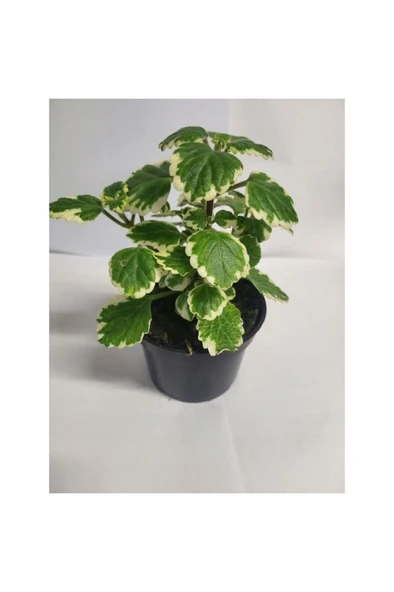 Yogun Kokulu Plectranthus Forsteri 10-20 cm ürün görseli 1