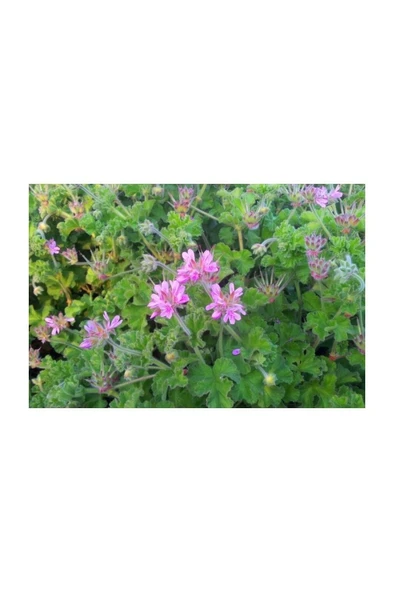 Pelargonium Graveolens Itır Bitkisi Saksıda 10-20 cm ürün görseli 1