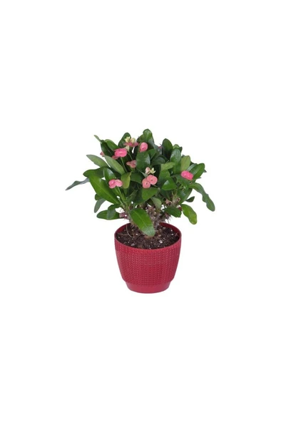 Hobi Ve Bahçe Dikenler Tacı (EUPHORBİA MİLİİ) 10-20 Cm ürün görseli 1