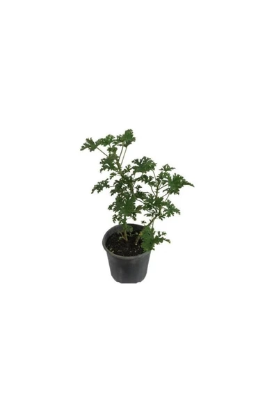Gül Damlası Itır Çiçeği Fidanı 10-20 Cm ürün görseli 1