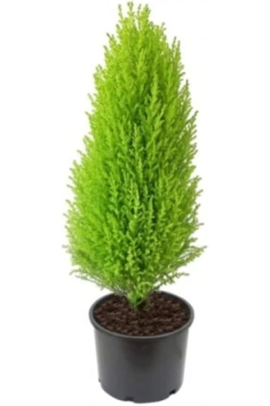 Limoni Servi Limon Çam 35-40 Cm 2 Adet ürün görseli 1