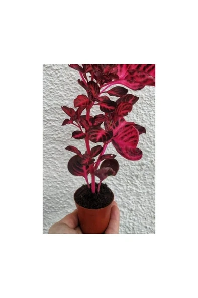 Çingene Şalvarı Bitkisi Iresine Herbstii 10-20 cm ürün görseli 1
