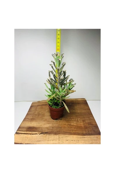 Kalanchoe Delagoensis Aşkın Gözyaşı Sukulent 10-20 cm ürün görseli 1