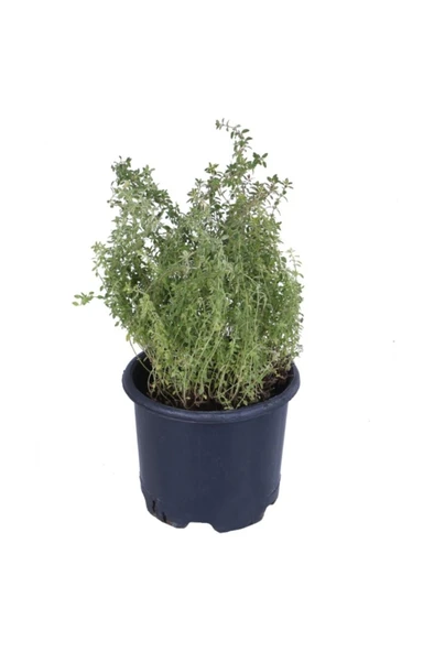 Limoni Kekik Fidanı 10-20 cm ürün görseli 1