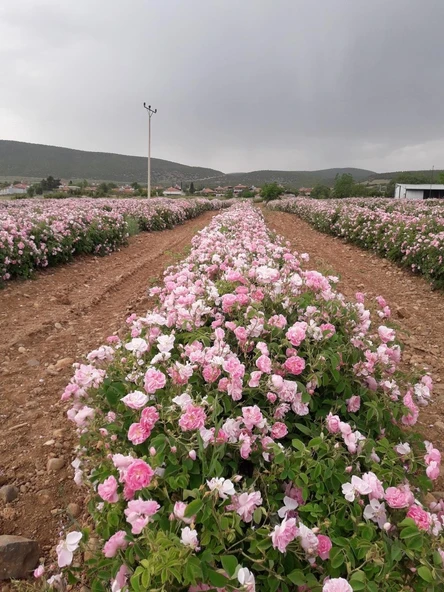 Yediveren Pembe Beyaz Sarmaşık Gül Fidanı 1 Adet 10-20 cm ürün görseli 1