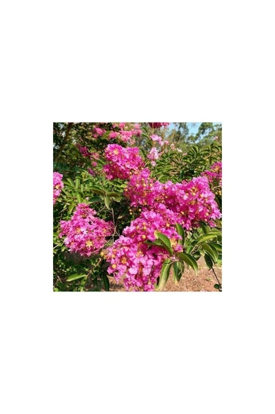 Şeker Pembe Çiçekli Oya Ağacı 30-60 cm ürün görseli 1