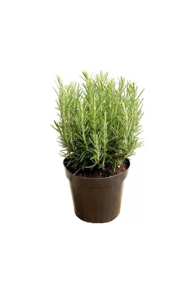 Kabristan Mezarlık Için 5 Li Bitki Fidan Çiçek Seti 10-20 cm ürün görseli 1