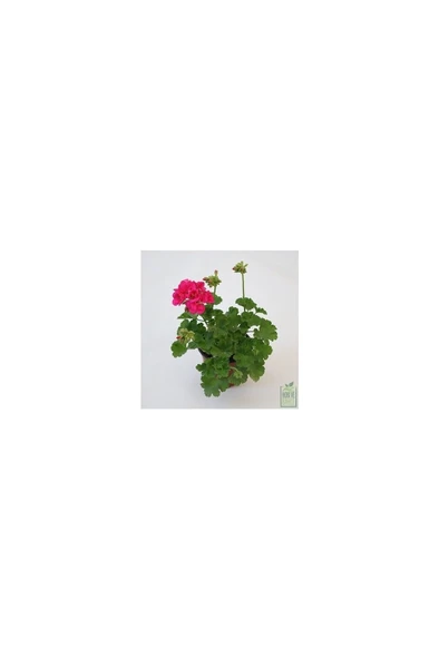 Şeker Pembe Sardunya Çiçeği 10-20 Cm ürün görseli 1