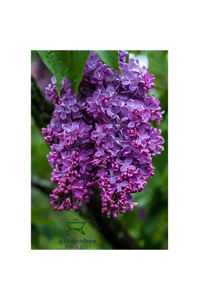 Harika Kokulu Leylak Çiçeği Fidanı 1 Adet Saklsılı (40-60CM) Bahçe Çiçeği (Syringa) ürün görseli 1