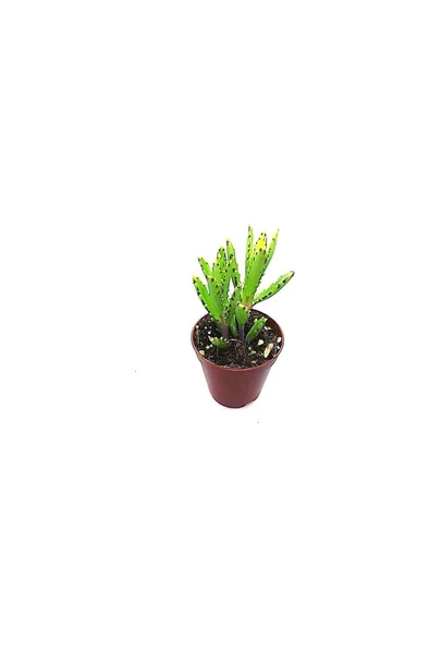 Aşkın Gözyaşı Çiçeği Fidanı 10-20 cm ürün görseli 1