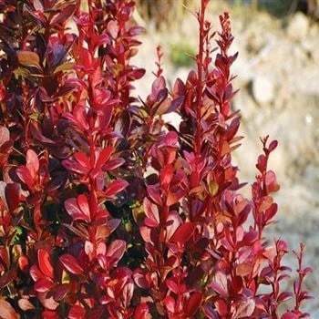Saksılı Kadın Tuzluğu Berberis Fidanı 20-40 cm ürün görseli 1