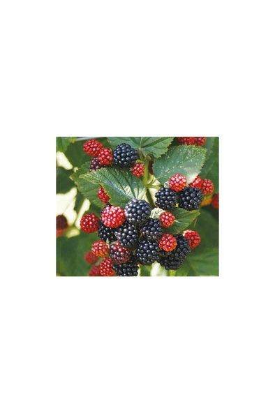 Jumbo Böğürtlen Fidanı Fidesi 30-60 cm ürün görseli 1